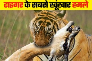 टाइगर के दिल दहला देने वाले हमले | Most Dangerous Tiger Attacks