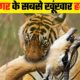 टाइगर के दिल दहला देने वाले हमले | Most Dangerous Tiger Attacks