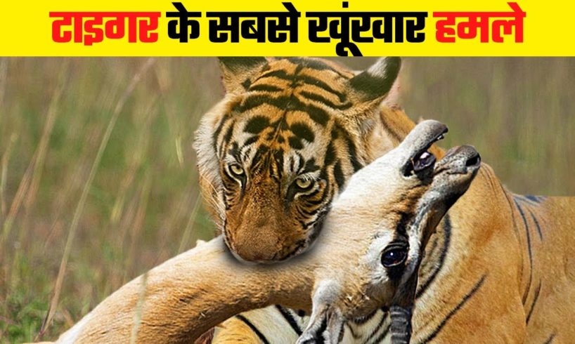टाइगर के दिल दहला देने वाले हमले | Most Dangerous Tiger Attacks