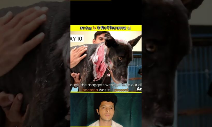 दोस्तो इस बेजुबान dog 🐕 के गले पर कीड़ा लग गया है ।। #viral #short #rescue #animals #ytshorts #cow