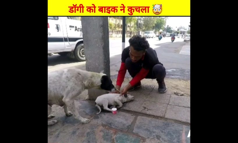 बेचारे डॉगी को कार ने टक्कर मारी 😱 respect #shorts #rescue #youtubeshorts #ytshorts #trending