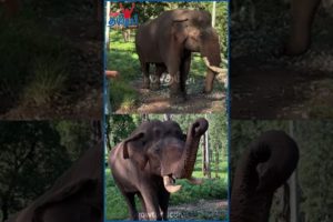 கோவம் தணிஞ்சு மண்டிபோட்டு அழுதுடுச்சு #Elephantlove #elephantvideos #Kumki #Kumkistory #Animals