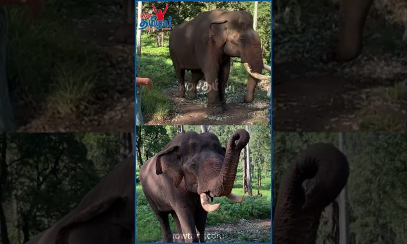 கோவம் தணிஞ்சு மண்டிபோட்டு அழுதுடுச்சு #Elephantlove #elephantvideos #Kumki #Kumkistory #Animals