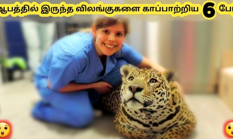 விலங்குகளை காப்பாற்றியவர்கள் || Six Amazing Animal Rescue || Tamil Info News