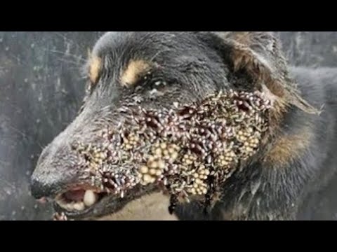 +1 0 0 0 MANGOWORM + TICKS REMOVED FROM POOR DOG (ANIMAL RESCUE)
