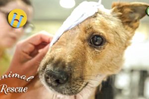 10 Animal Rescue Videos That Will Make You Cry