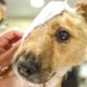 10 Animal Rescue Videos That Will Make You Cry