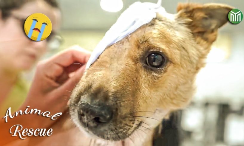 10 Animal Rescue Videos That Will Make You Cry