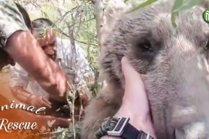 10  Animal Rescue Videos Touching Moments When Animals Asked People for Help