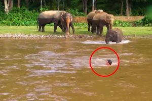 10 Incredible Animal Rescues That Saved Human Lives