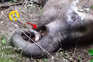10 Touching Moments When Animals Asked People for Help animal rescues MYN L A