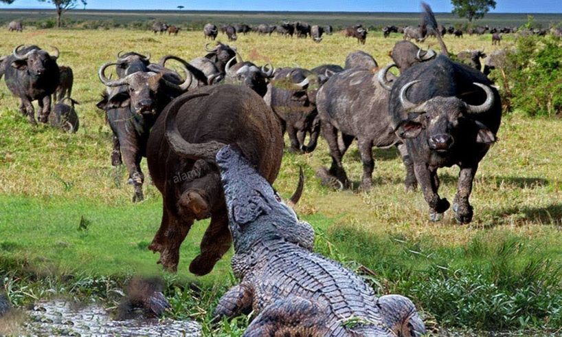 100 Craziest Animal Fights of All Time