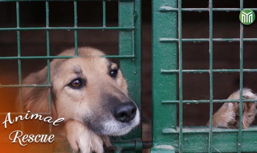 12 Animal Rescue Videos That Will Make You Cry