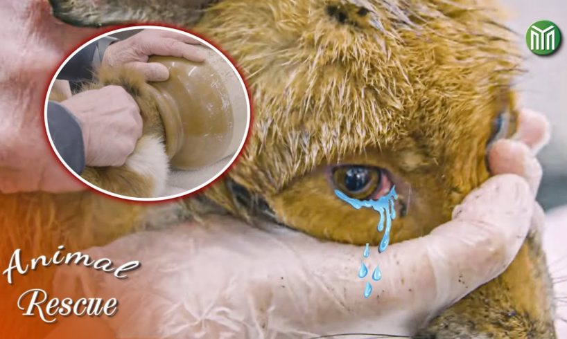 12 Animal Rescue Videos Touching Moments When Animals Asked People for Help #3