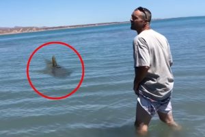 15 Scariest Shark Encounters of The Year