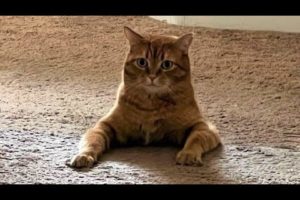 Funny animals - Funny cats / dogs - Funny animal videos / Best videos of February 2023