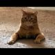 Funny animals - Funny cats / dogs - Funny animal videos / Best videos of February 2023