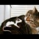 Funny animals - Funny cats / dogs - Funny animal videos 276