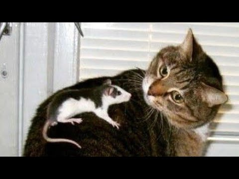 Funny animals - Funny cats / dogs - Funny animal videos 276