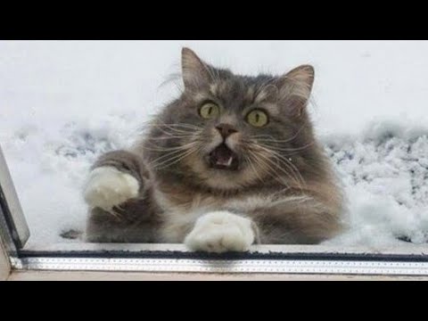 Funny animals - Funny cats / dogs - Funny animal videos 263