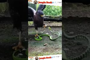 Eagle Vs Snake Fight Video|Snake Fights #eagle #shorts #animals #snake #viralvideo #eagleattacks