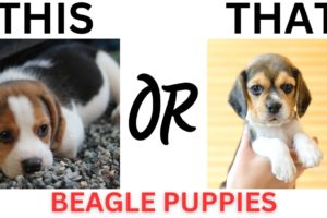 THIS or That Cute Beagle Puppies, PUPPY Edition!! Cutest Puppies Ever!!