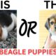 THIS or That Cute Beagle Puppies, PUPPY Edition!! Cutest Puppies Ever!!