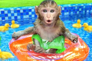 Baby Monkey KiKi play with ducklings at swimming pool and bathing in the toilet | KUDO ANIMAL KIKI
