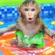 Baby Monkey KiKi play with ducklings at swimming pool and bathing in the toilet | KUDO ANIMAL KIKI