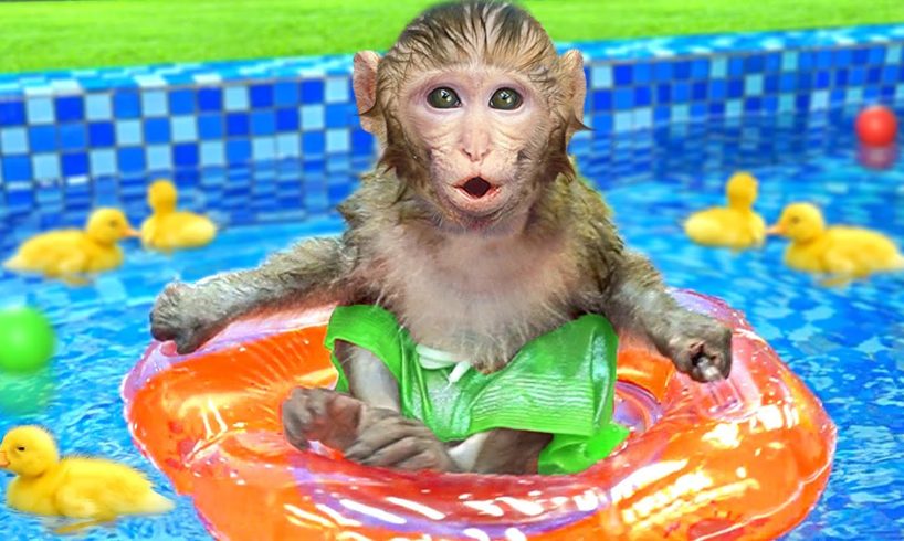 Baby Monkey KiKi play with ducklings at swimming pool and bathing in the toilet | KUDO ANIMAL KIKI