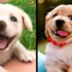 Cute baby animals Videos Compilation cutest moment of the animals   Cutest Puppies! #5