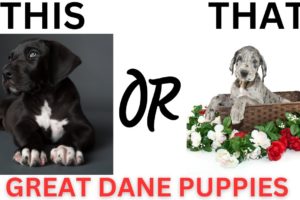 THIS or That Cute Great Dane PUPPY Edition!! Cutest Puppies Ever!!