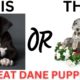 THIS or That Cute Great Dane PUPPY Edition!! Cutest Puppies Ever!!