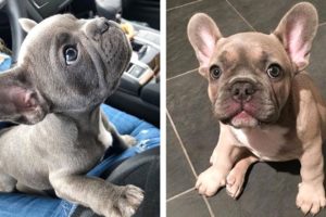 🥰The Best Adorable Bulldogs in The Planet Makes Your Heart Melt 🐶| Cutest Puppies