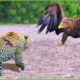 30 Moment Encounter Between The Eagle And The Hungry Leopard, What Happened? | Wild Animals