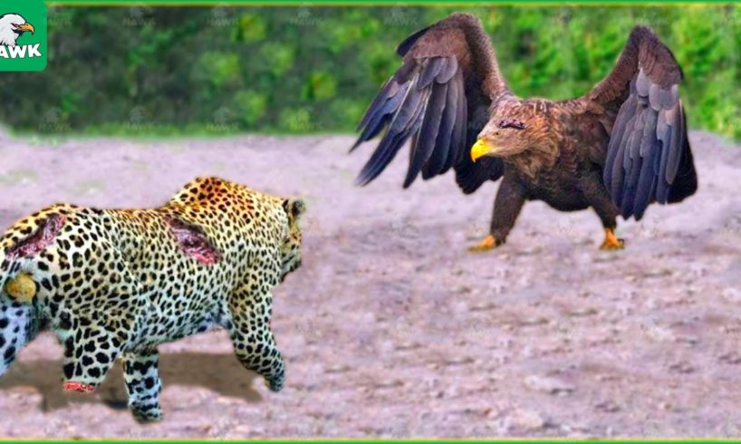 30 Moment Encounter Between The Eagle And The Hungry Leopard, What Happened? | Wild Animals