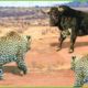 30 Moments Of Leopard Messing With Injured Opponent | Wild Animals