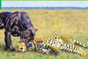 30 Moments When Dogs Beat Leopards In 1vs1 Battle | Wild Animals