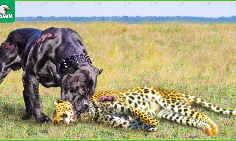 30 Moments When Dogs Beat Leopards In 1vs1 Battle | Wild Animals