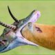 30 Stupid Pythons Trying To Escape Impala's Horns, What Happens? | Animal fights