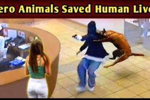 35 Hero Animals that Saved Human Lives! | Hero Animals that Saved People's Lives