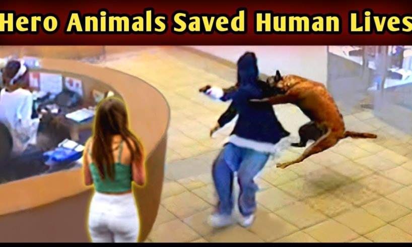 35 Hero Animals that Saved Human Lives! | Hero Animals that Saved People's Lives