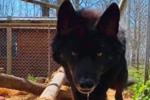 'Aggressive' wolf dog meets a good human and here's how he reacted