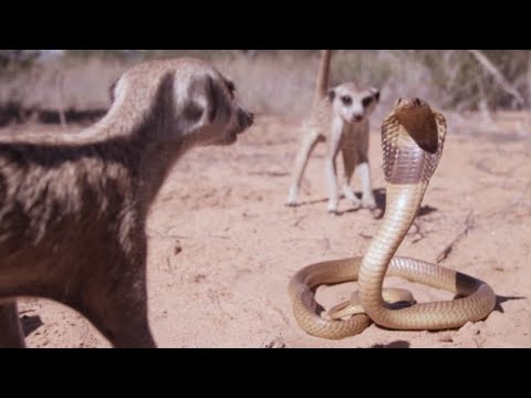 5 best fighting moments meerkat and snake 🐍 4k ultra HD video ANIMAL BB