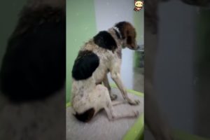 A poor dog has to eat dirt to stay alive.