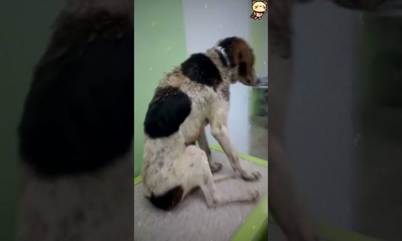 A poor dog has to eat dirt to stay alive.