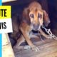 A tribute to Elvis: A dog locked for 19 years on a chain - Takis Shelter