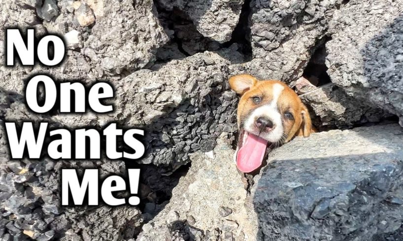 Abandoned Puppy Was Struggling To Survive And How Could We Leave Him In Such Situation