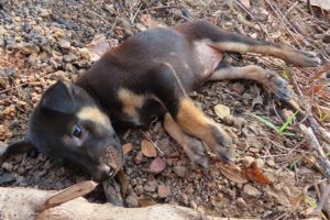 Abandoned dog becomes Tears ln the woods