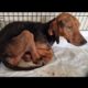 Abandoned, sick and neglected dog was left  to starve to death! . Part 2.